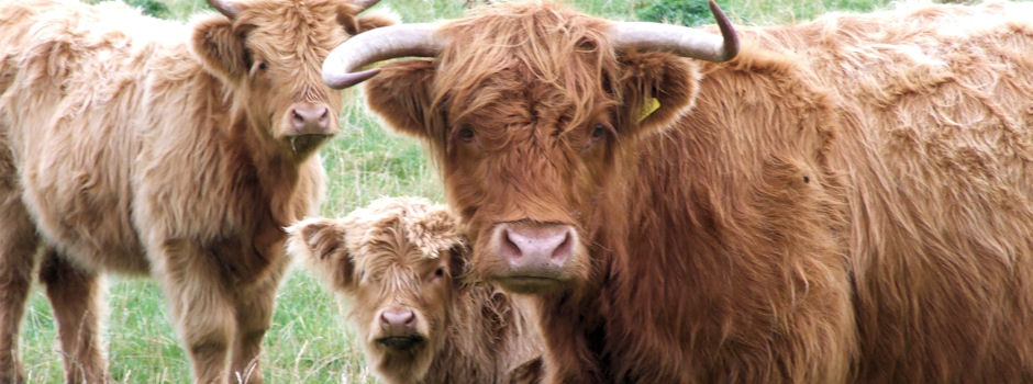 Highland Cattle